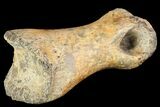 Ornithimimid Toe Bone - Alberta (Disposition #-) #96986-3
